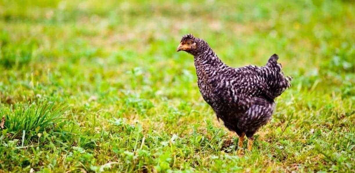 300+ Girl Chicken Names – Cute Ideas for Naming Your Chicken